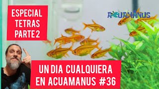 Un día cualquiera en Acuamanus #36 Especial Tetras (Parte 2)