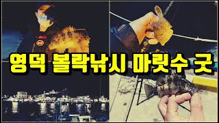 영덕 볼락 루어낚시 마릿수 굿