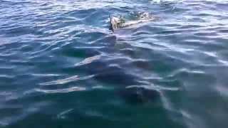 youghal, basking shark close encounter