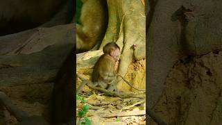 baby monkey sitdown play the ground #short #babymonkey