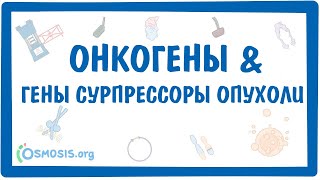 Онкогены и гены-супрессоры опухоли