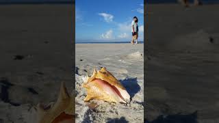 Lowdermilk Park in Naples, Florida - Wave sounds from the Gulf of Mexico