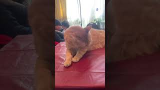 Beautiful pusy cat #viralvideo #trendingvideo #trending #viral #shortsvideo #shorts