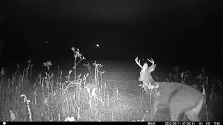 Trail Cam Hillsboro, OH - Winter 2022