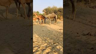 Camel love is going on #shorts #shortvideo  #youtubeshorts