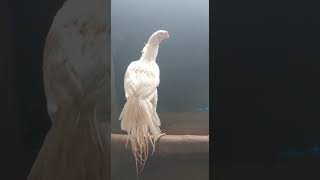 white aseal pack veek long tail murga