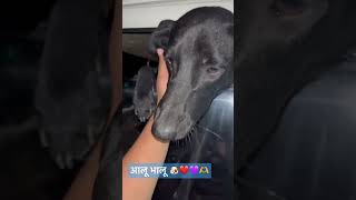 Fact-तुम क्या मिले हम ना रहे हम♥️🐶#yt #viral #shortsvideo #india #trending #dog #shorts #doglovers