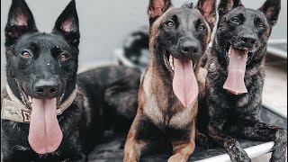 Pastor Malinois Atacando Assaltantes | Animais que salvam vidas