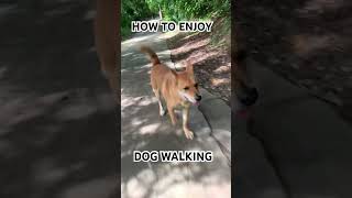 HOW TO ENJOY DOG WALKING #dogs #Walking #Scooter