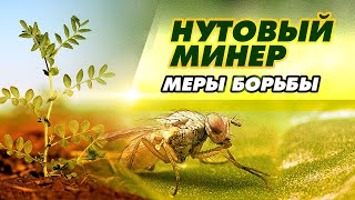 НУТОВЫЙ МИНЕР - меры борьбы.