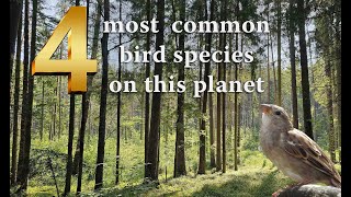 What are the Most Abundant Bird Species on this Planet?