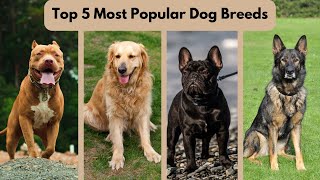 Top 5 Most Popular Dog Breeds!