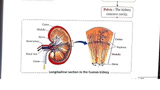 Structure of the kidney (Nephron) بيولوجي ثانية ثانوي - د. محمد خالد