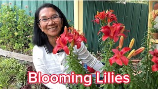 Blooming Lilies #flowers  #gardening  #hobby #garden #viral #plants #nature