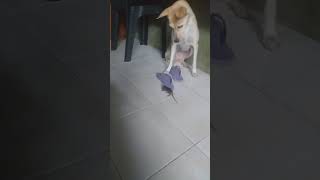 Dog and mouse - my dog Chayo just let the  mouse ran away