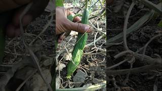 Harvesting Fresh ridge gourd #nature #farming #ridgegourd #shorts