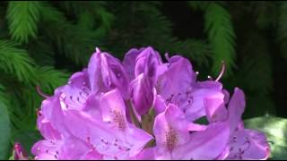 Rhododendron's