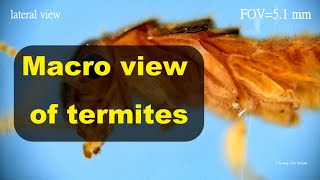 Macro view of termites