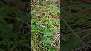 caterpillar smashing a 🍃 leaf