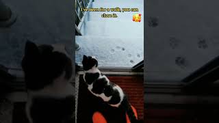 Cat Refuses to Walk When He Sees Snow: Hilarious Moments