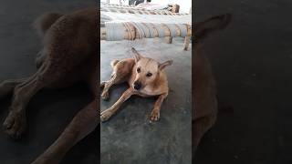 OMG ye kya ho gya pappu ghar se bhag gya😱😱😭🥹🥹❤️#viral  #dog #viralshort  #doglover #video#shorts#sad