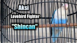 Aksi Lovebird Fighter Sinchan milik Om Iwan Erlangga