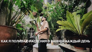 Как я поливаю свои растения в ванной комнате каждый день