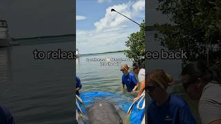 I Helped Rescue A Baby Manatee! #shorts #animals #animalrescue #ocean #trending #viral #explore #diy