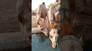 الإبل تشرب الماء بسرعة #ytshorts #drinkingwater #shorts #camellove #camelfarm