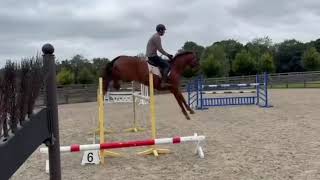 N-ICSIBALIA STUNNING 6yo MARE