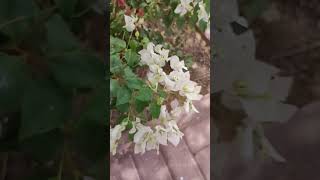 Flowers Swaying to the Tune of Wind #flowers #breeze #shorts #youtubeshorts #slowmotion