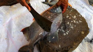 Big Piranha Fish Cutting Skills With Knife By Expert Fish Cutter At Bangladesh Fish Market