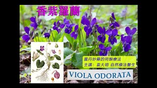 《靈丹妙藥的同類療法》- EP183 - 香紫羅蘭 Viola Odorata