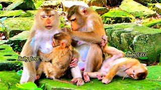 Mom Libby & Baby LEO came to comfort Monkey Joyce while She was breastfeeding to Baby JOVI.