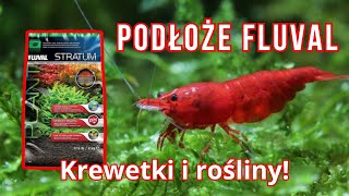 PODŁOŻE FLUVAL STRATUM | Równowaga Roślin i Krewetek w Akwarium!