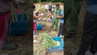 Harvesting Green Garlic at the Fresh Harvest Garden