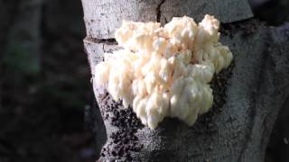 Lion's Mane Colonization and Fruiting