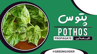 #Pothos Plants - How to Cuttings, Propagate Indoor #Houseplants