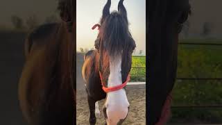 Stallion vakeel