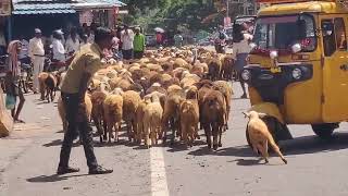 Semi nomadic sheep herd returning home on onset of Mansoon