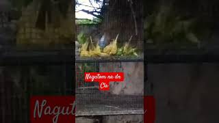 Nagutom na dn cla#trending #viralvideo #lovebirds #satisfying #khikechannel