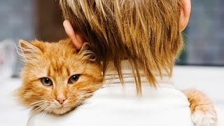 Cats Welcoming Their Owners Home