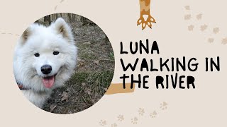 Samoyed dog Luna walking in the river #samoyed #samoeddog #samoedlovers