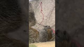 Leo the Rescued Baby Squirrel Bedtime Routine