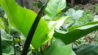 Philodendron Plant - Green  philodendron - Imperial Green Philodendron