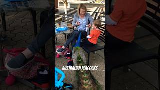 Peacock Craving Cookies: Unexpected Guest Joins Mom and Son for a Snack! 🦚😂 #naturelovers #travel