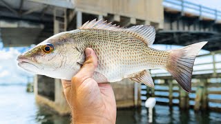 Fishing Under Bridges for Inshore Mangrove Snapper - EASY Technique