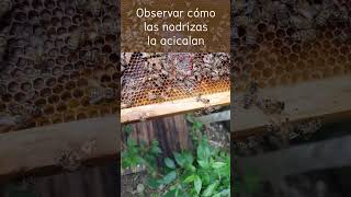 Inserción de abeja reina en colmena. Técnica de jaula de aclimatación. Quedó excelente. #shorts