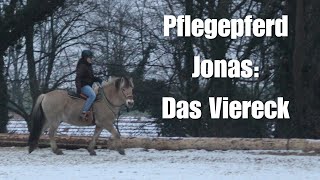 Pflegepferd Jonas: Das Viereck