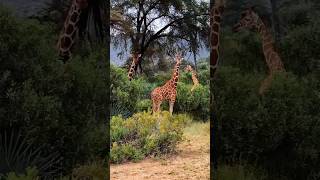 A Tower of Giraffes in the African Bush